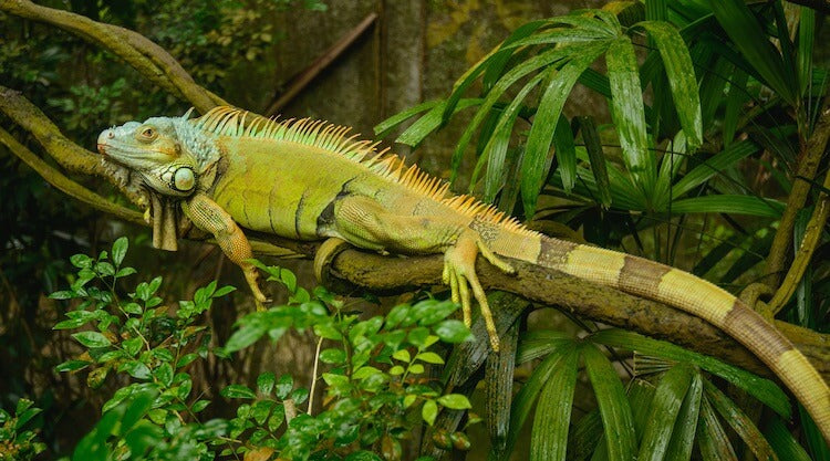 What are the best green iguana enclosure ideas?