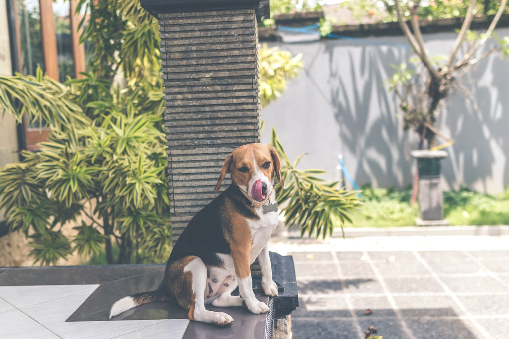 The Best Pets for Your Zodiac Sign
